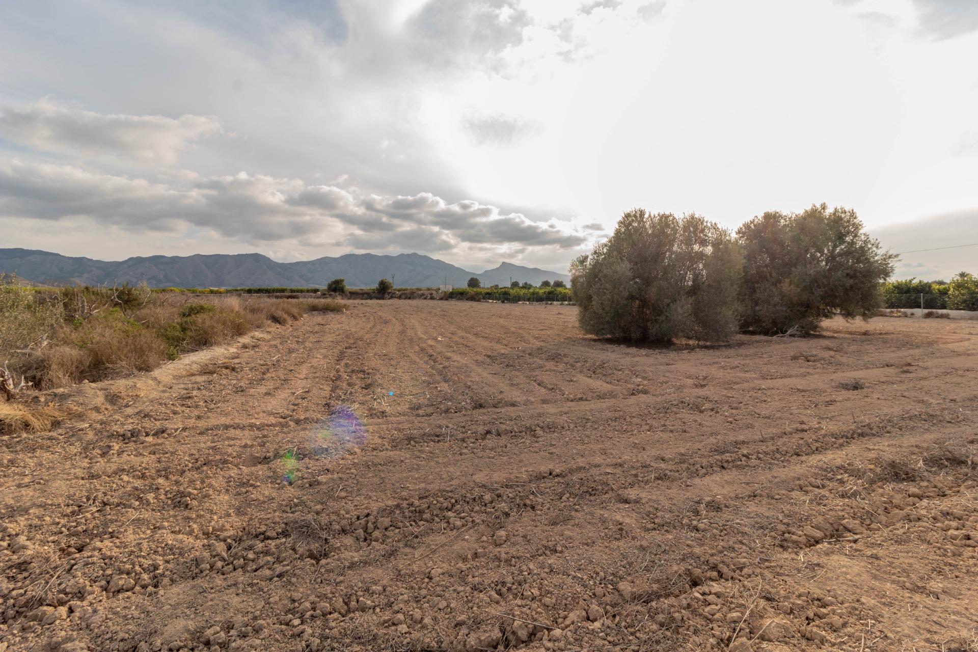 Terreno rural en Benferri